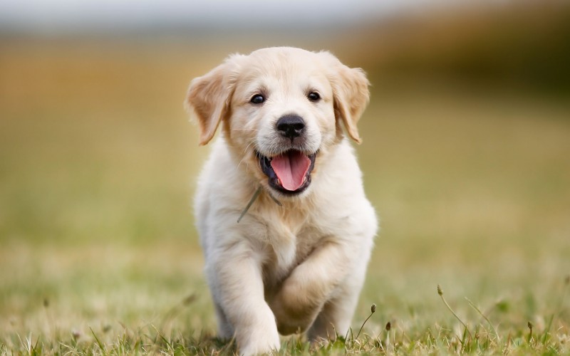 Hund läuft über Campingplatz