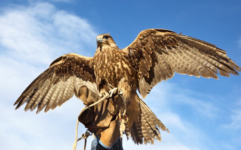 Burg Hohenwerfen mit Falknerei und Flugshow