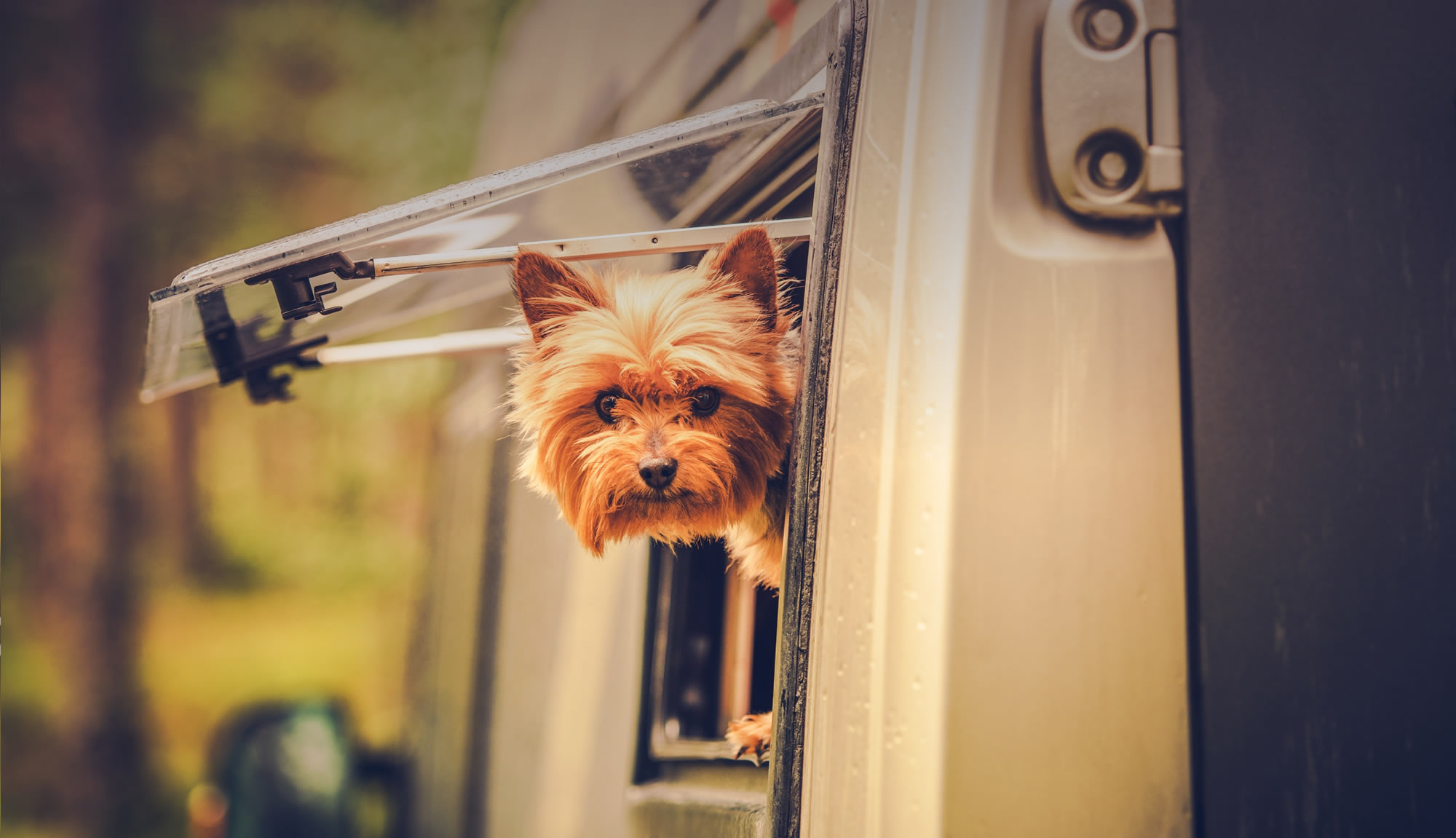 Sommerurlaub mit Hund in St. Johann im Pongau